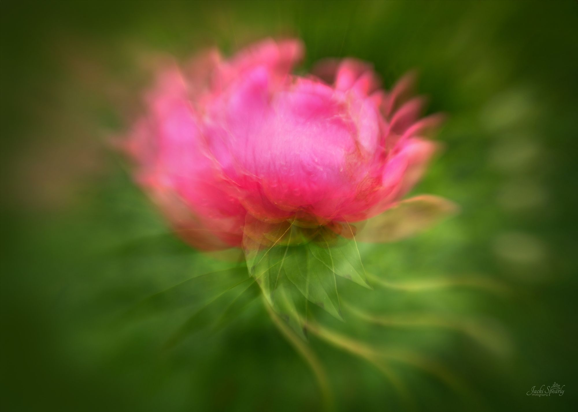 Jacki Spearly Sw22 Pink Peony Mic 5 Grasses Mic 1026 2000ls
